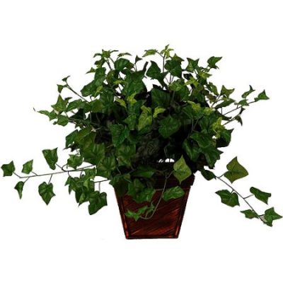 Walmart – English Ivy In Square Bamboo Planter Only $13.82 (Reg $19.35) + Free Store Pickup