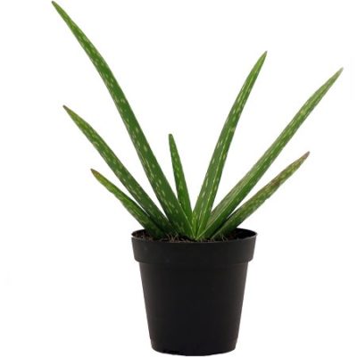 Walmart – Delray Plants Aloe Vera in 4″ Pot Only $6.33 (Reg $11.66) + Free Store Pickup