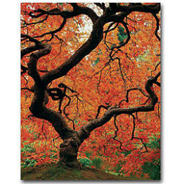 Kmart – Trademark Fine Art David Farley ‘Japanese Tree I’ Canvas Art Only $37.59 – $82.39 Through 07/30/17 (Reg $46.99 – $102.99) + Free Shipping