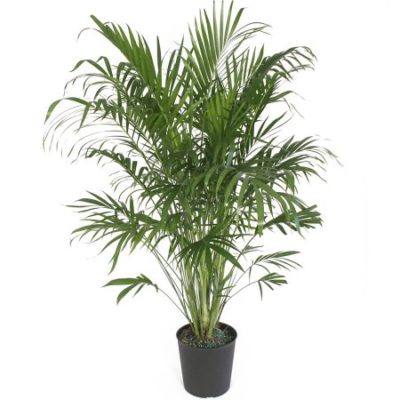 Walmart – Delray Plants Cat Palm in 10″ Pot Only $14.31 (Reg $28.50) + Free Store Pickup