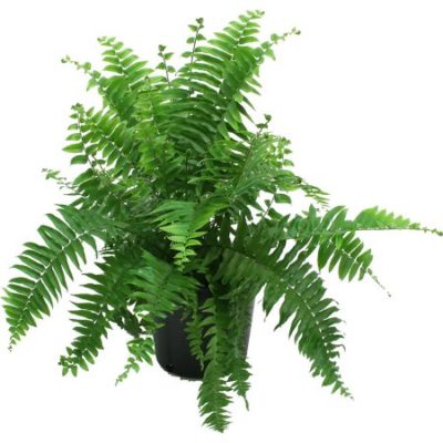 Walmart – Delray Plants Macho Fern in 10″ Pot Only $8.19 (Reg $18.65) + Free Store Pickup