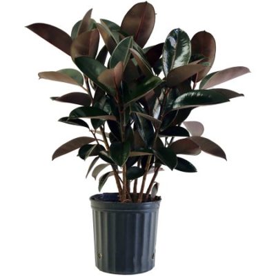 Walmart – Delray Plants Burgundy Rubber Plant in 10″ Pot Only $8.69 (Reg $32.87) + Free Store Pickup