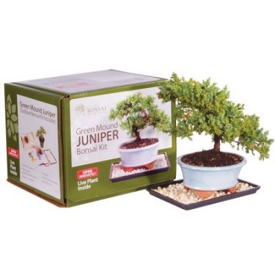 Walmart – Brussel’s Green Mound Juniper Bonsai Kit (Outdoor) Only $39.00 (Reg $46.97) + Free 2-Day Shipping