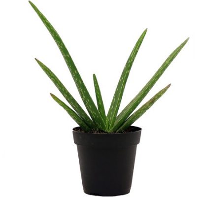 Walmart – Aloe Vera Succulent Low Maintenance House Plant from Delray Plants, 4-inch Grower Pot Only $11.07 (Reg $18.95) + Free Store Pickup