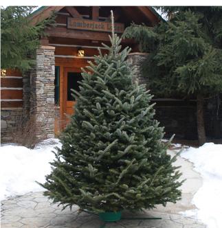 Lowe’s.com – 25% Off Fresh Christmas Trees + Free Store Pickup!