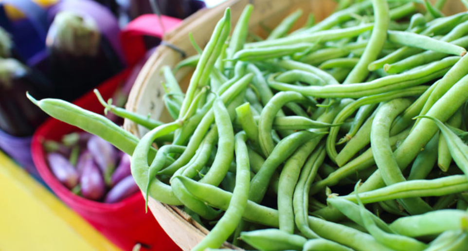 Free Tasty Bite Organic Green Bean Seeds – 1st 1,000 Daily