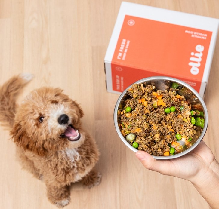 50% Off Ollie High Quality Dog Food Delivered Right To Your Door + Free Shipping!