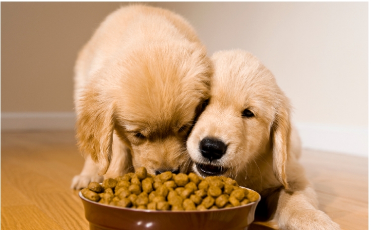 RECALL: 18 Brands of Dog Food Recalled by FDA